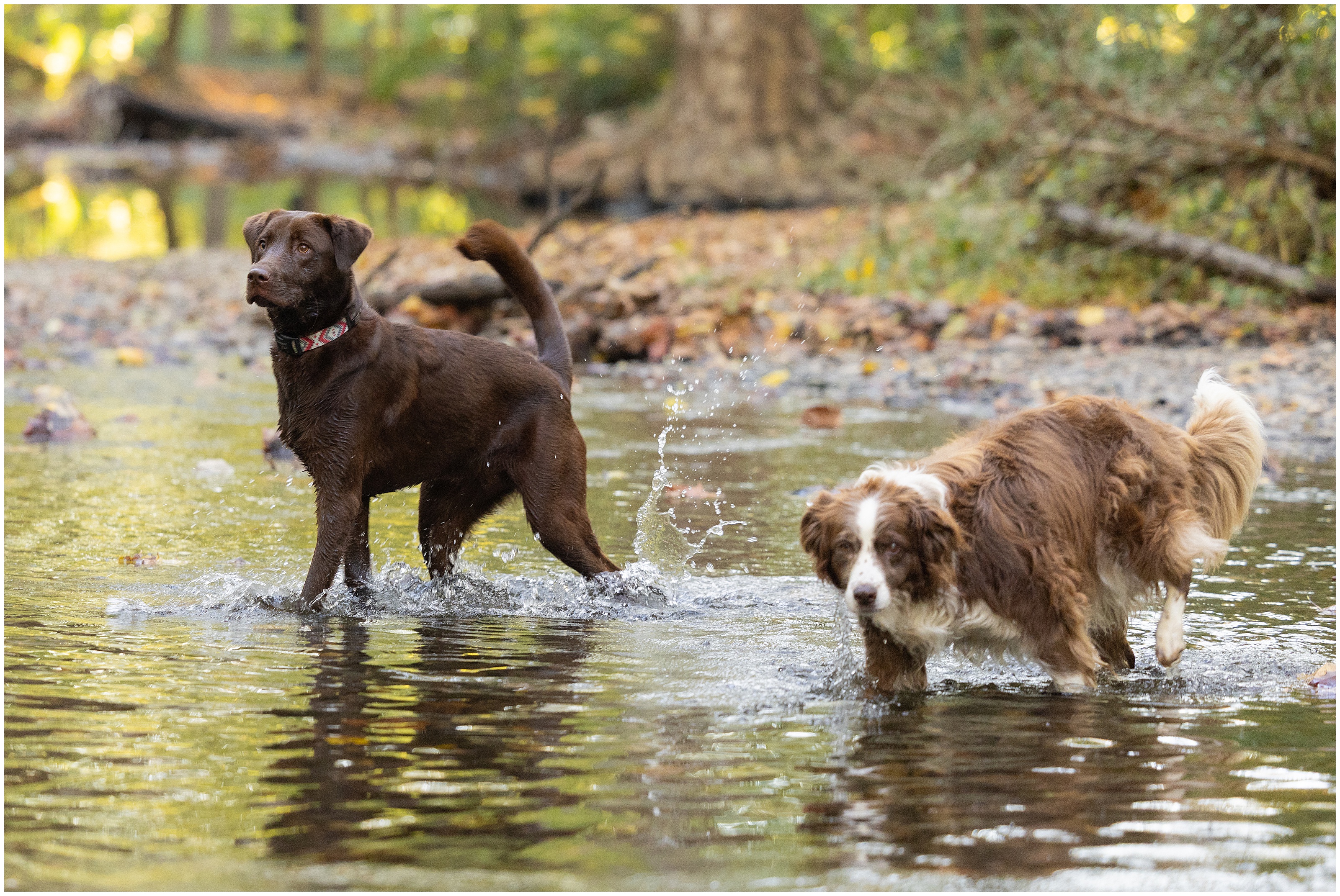 Two dogs wade through a shallow creek, splashing water in a sunny wooded setting.