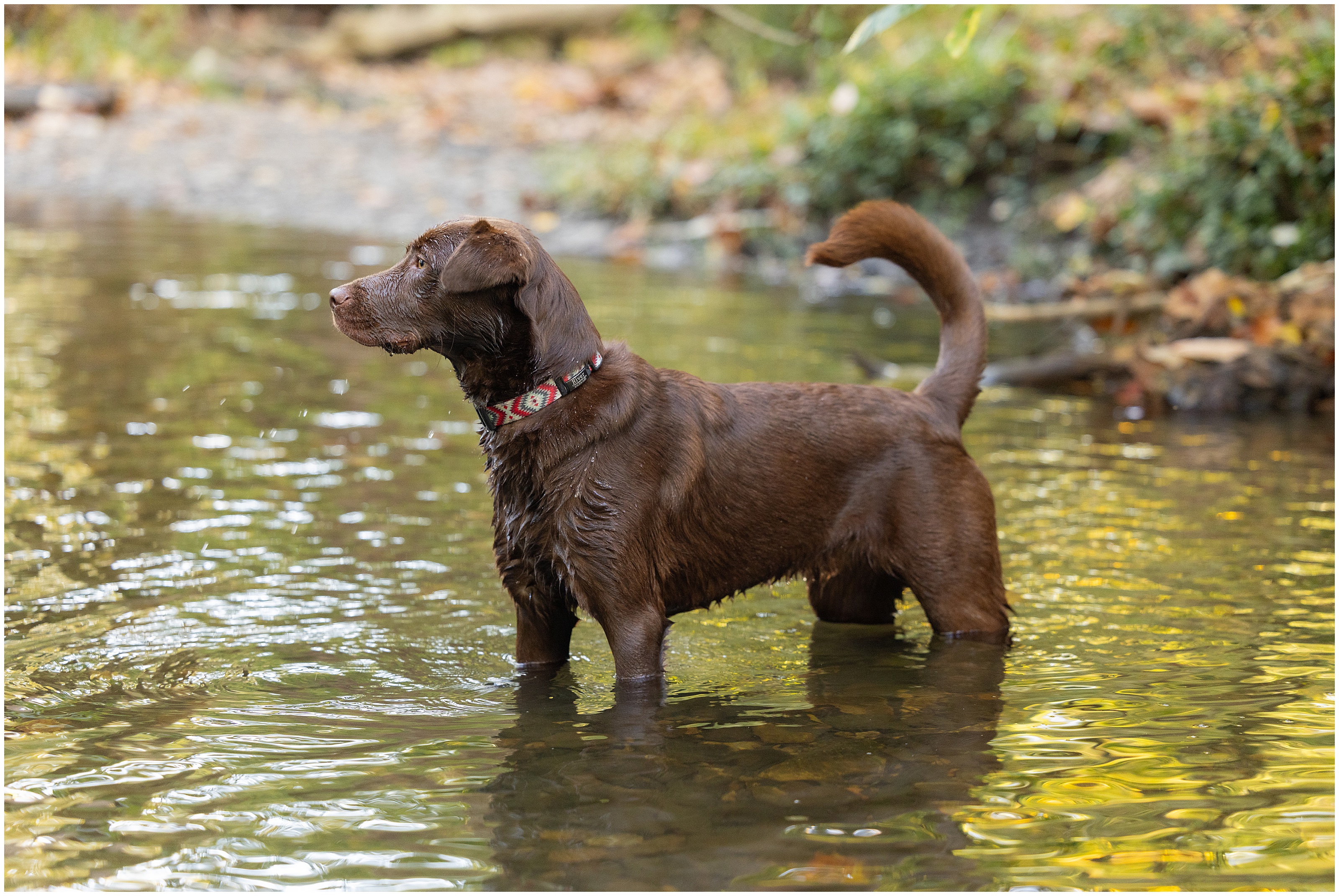 A large brown dog with patterned collar stands in a shallow creek, autumn foliage blurred behind in the background